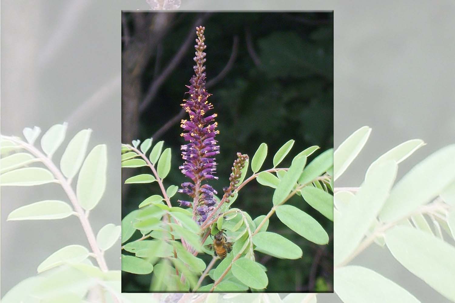 Amorpha fruticosa - False Indigo Long Island Native Planting Landscaper SuffolkHydroseeding.com 